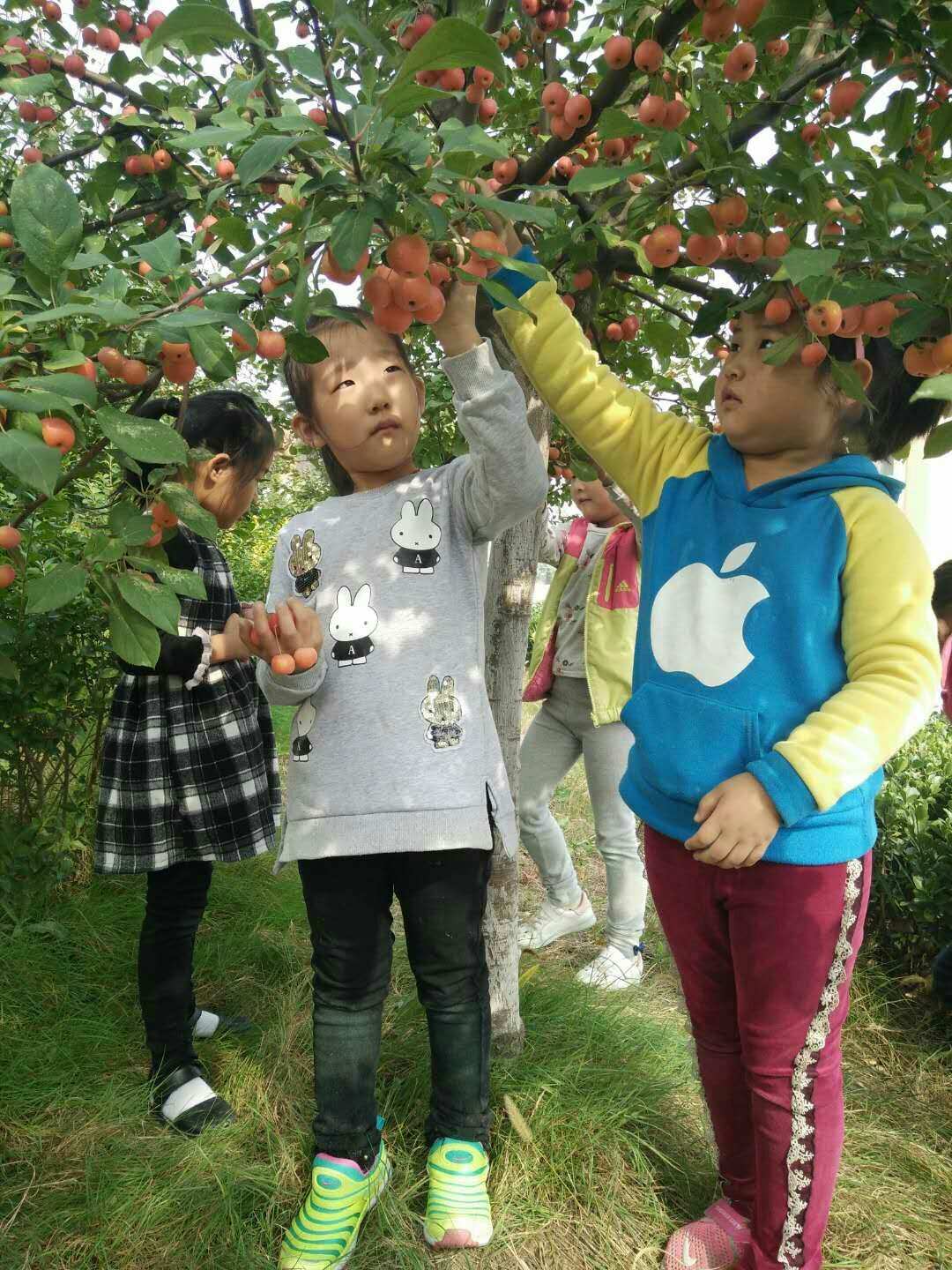 摘果子手机游戏_摘果子游戏图片_摘果子的游戏