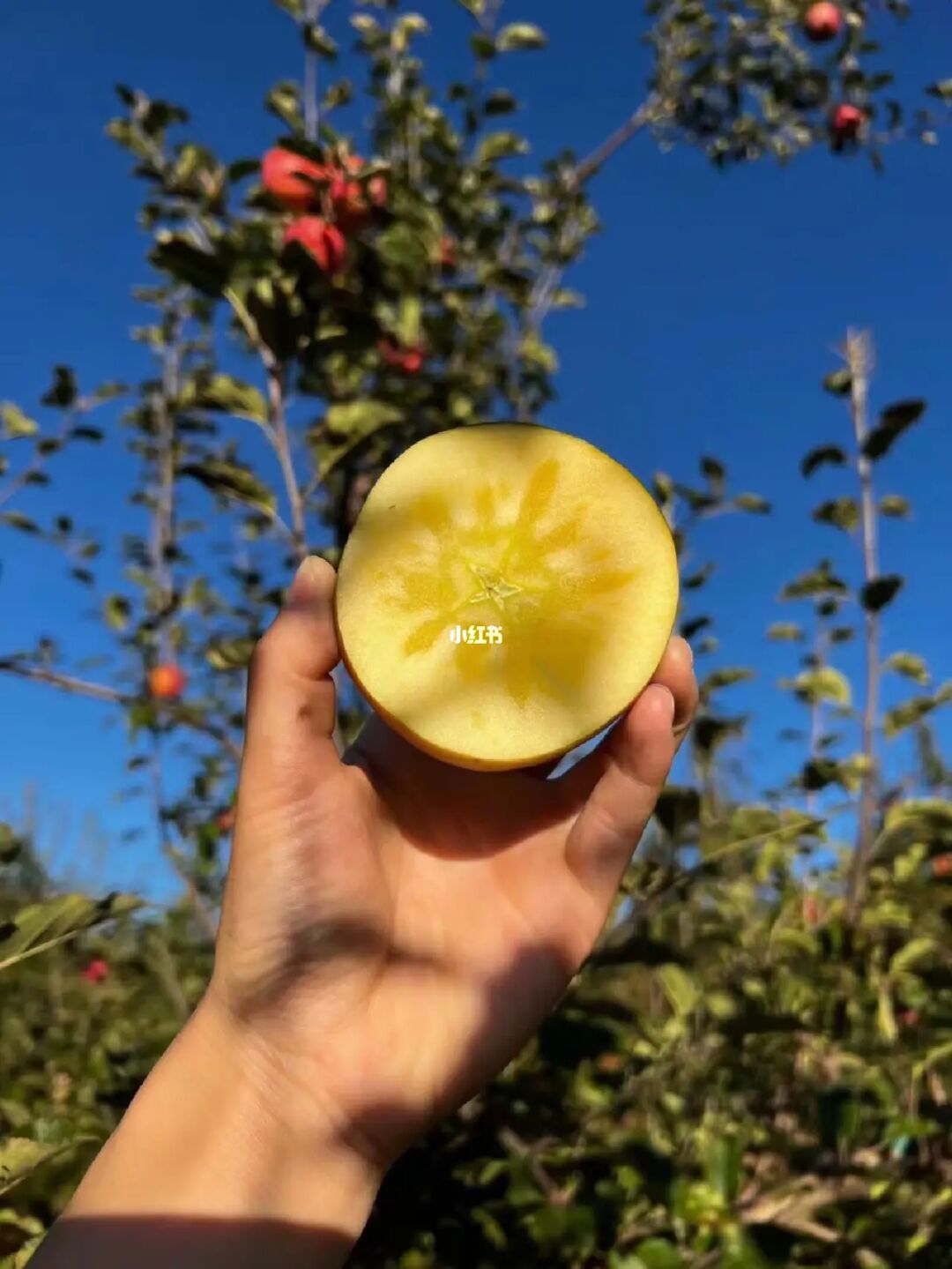 苹果付费的好玩游戏_苹果手机游戏推荐付费游戏_iphone付费游戏推荐