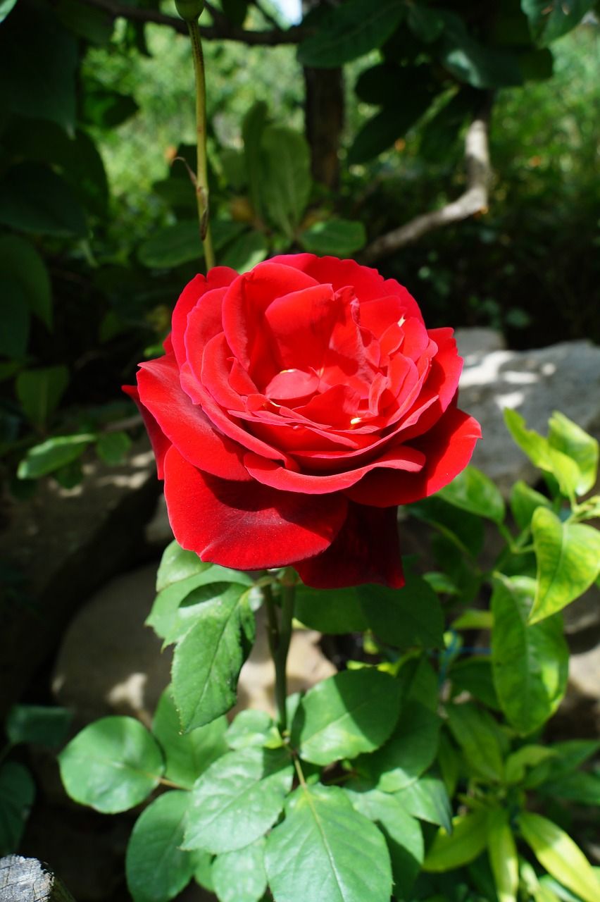 四季夏目为什么叫榨汁机_四季夏目为什么叫枣子_四季夏目
