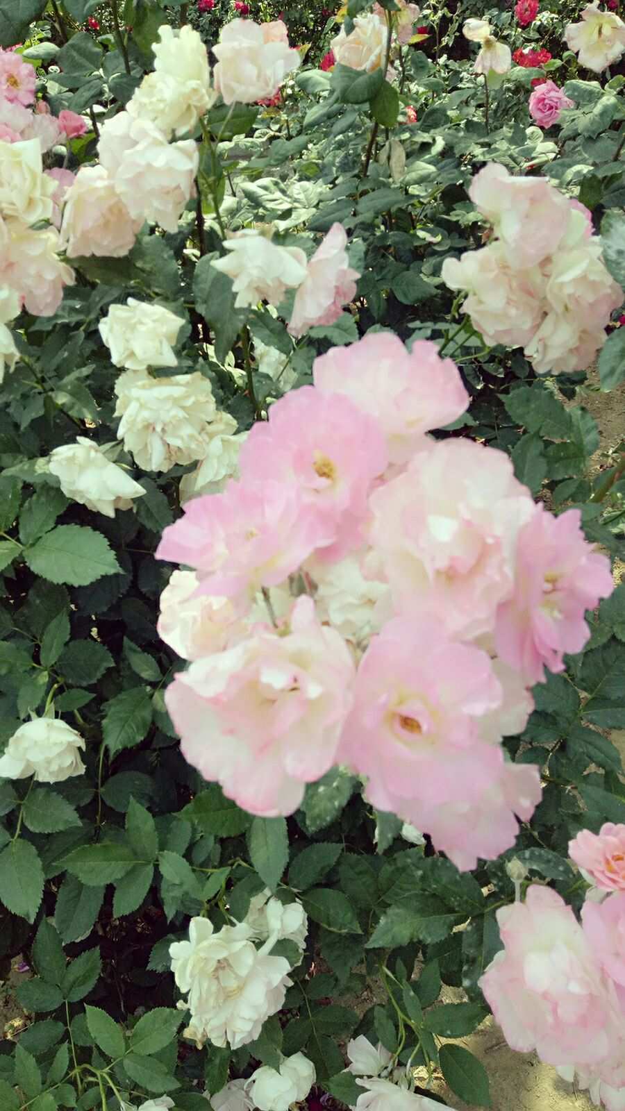 四季夏目为什么叫枣子_四季夏目为什么叫榨汁机_四季夏目