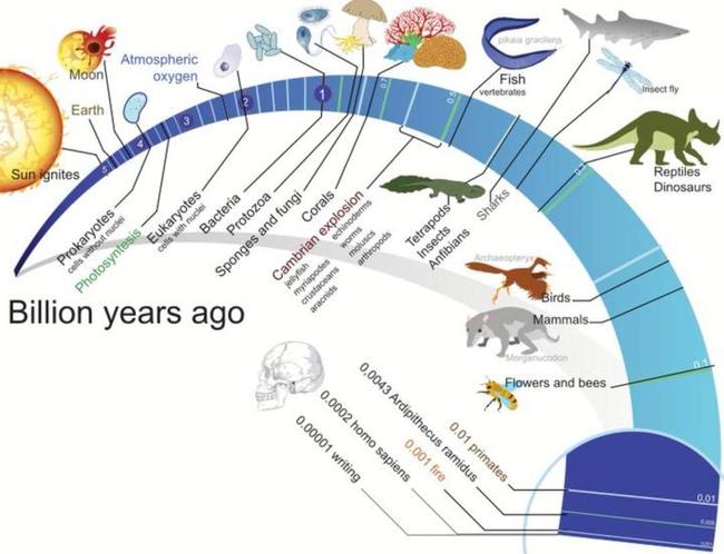 类似于进化的游戏_进化生物类似手机游戏推荐_类似于手机生物进化的游戏