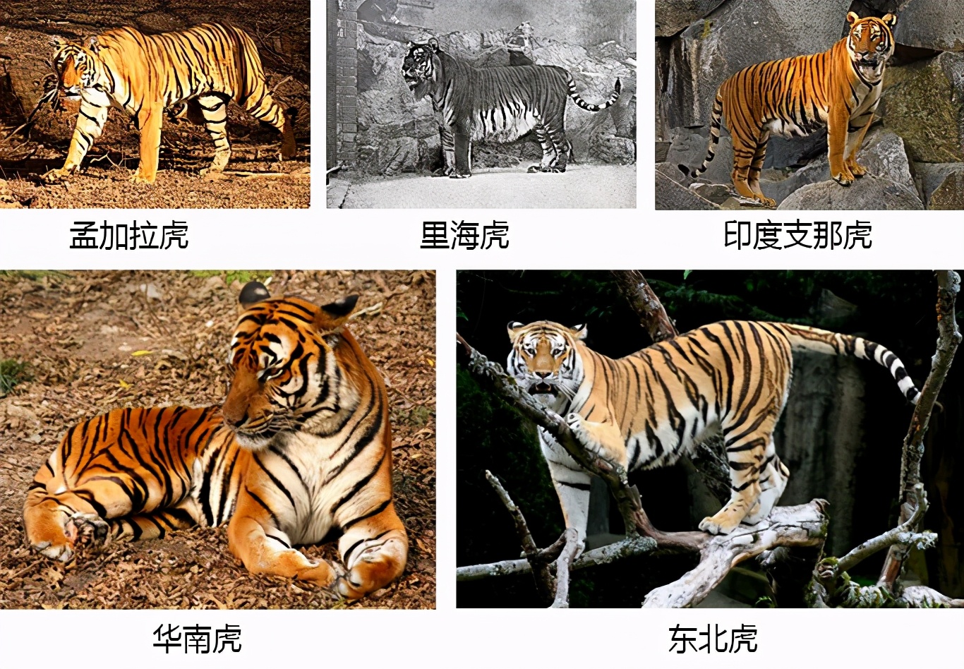 合成动物手机游戏_合成动物手机游戏大全_合成动物游戏合成大全