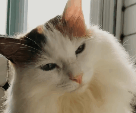 猫咪可爱图片卖萌_猫咪卖萌图片表情包_猫咪卖萌可爱图片卡通