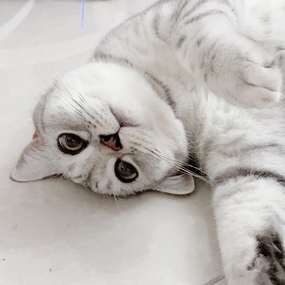 猫咪卖萌可爱图片卡通_猫咪可爱图片卖萌_猫咪卖萌图片表情包