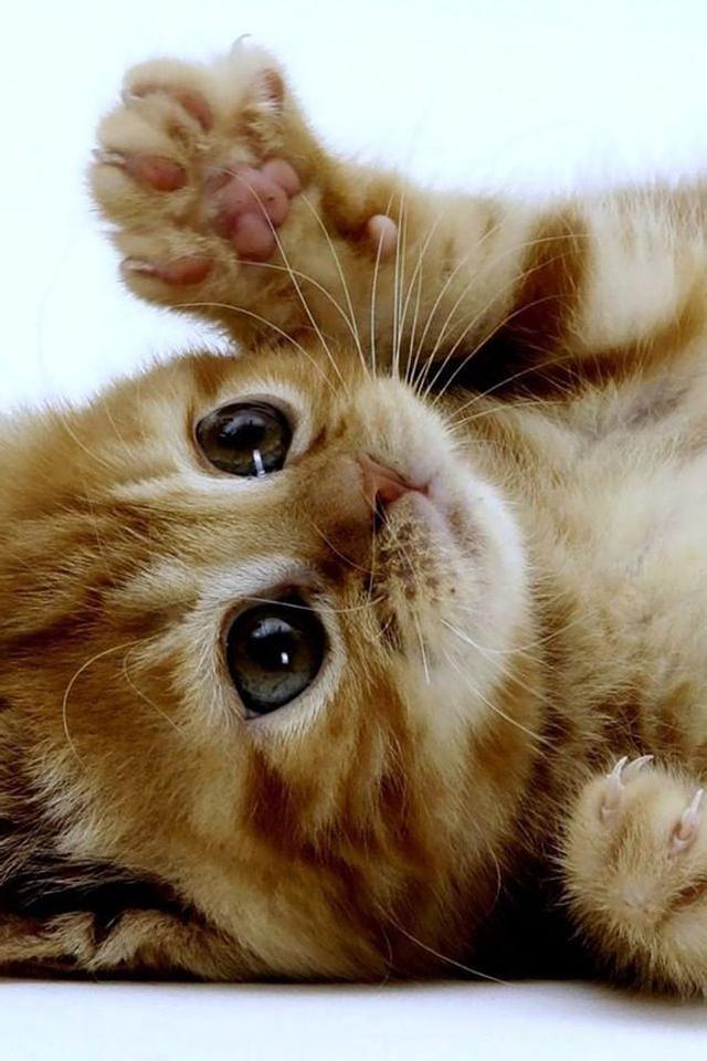 猫咪可爱图片卖萌_猫咪卖萌图片表情包_猫咪卖萌可爱图片卡通