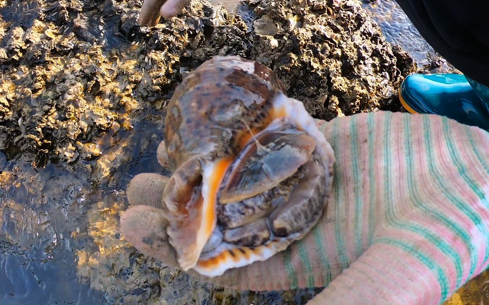 海洋求生木筏生存破解版_海洋木筏求生手机游戏下载_海洋求生这艘木筏逆天了