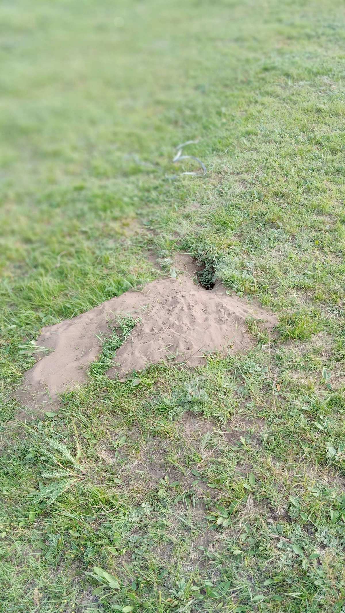 手机地鼠洞穴游戏_地洞鼠是什么动物_地鼠洞在哪