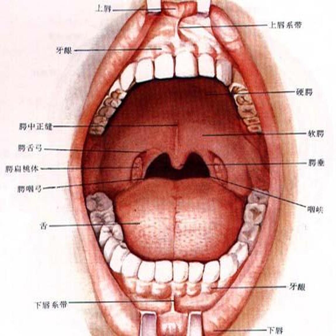 舌头形状_舌头模型_舌头形状游戏手机