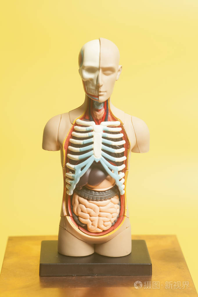 解剖人的游戏_人体解剖学游戏_解剖人体手机游戏