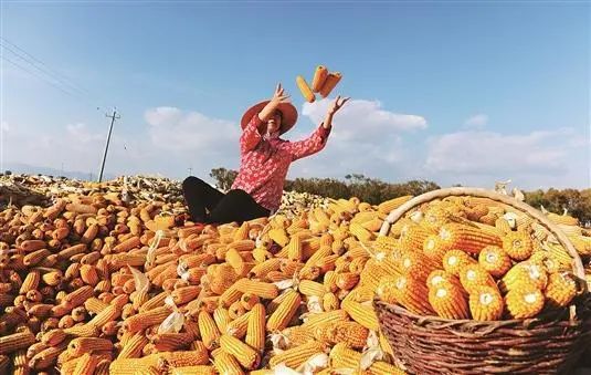 芒种时节图片_芒种时节是什么意思_芒种时节