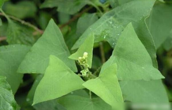 三角草都春天_三角草的春天恐怖吗_三角草的春天