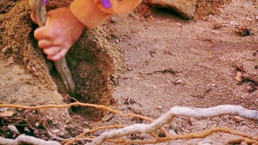 荒野求生苹果手机游戏_苹果手机下载荒野求生要钱吗_求生荒野苹果手机游戏叫什么