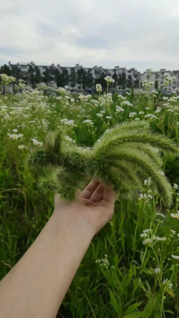 狐狸钱包怎么安装_小狐狸钱包视频_小狐狸钱包安装教程图解视频下载